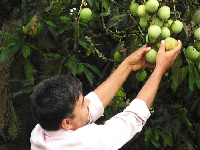 Bác nông dân sở hữu trang trại độc nhất thế giới:  Có loại trái cây tròn trông như táo, vị lại giống chuối nhưng có tên cực quen, ai nghe cũng muốn ăn thử - Ảnh 5.