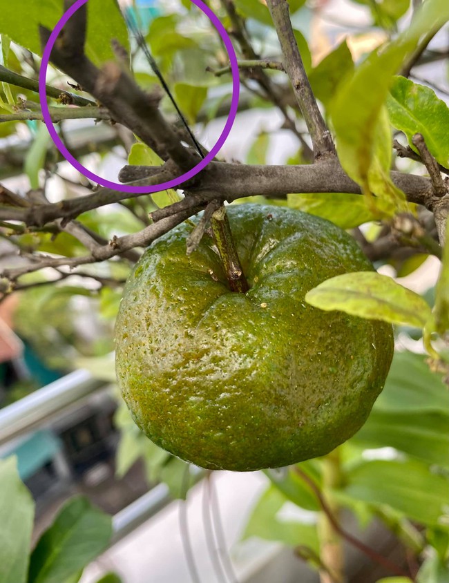 Lại một cú lừa đến từ hội chị em khéo tay, bánh bao tạo hình y hệt quả cam khiến ai cũng phải lác mắt - Ảnh 9.