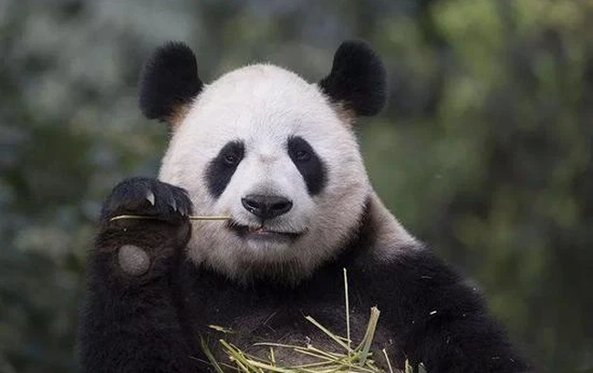 Học sinh tiểu học tả gia đình không khác gì sở thú khiến dân mạng cười điên đảo, bố khoái chí tự hào nhưng mẹ thì chỉ muốn "độn thổ" - Ảnh 2.