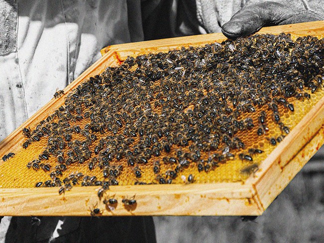 Ai cũng biết mật ong vô cùng lợi hại cho sức khỏe nhưng khám phá đến &quot;thứ quà&quot; này được ong dành tặng, nhiều người vẫn không khỏi kinh ngạc - Ảnh 4.