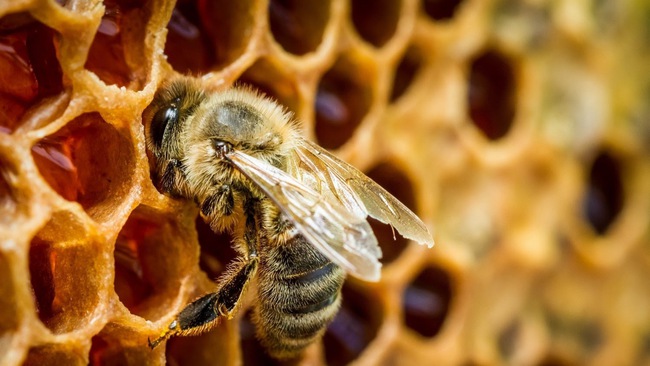 Ai cũng biết mật ong vô cùng lợi hại cho sức khỏe nhưng khám phá đến &quot;thứ quà&quot; này được ong dành tặng, nhiều người vẫn không khỏi kinh ngạc - Ảnh 8.