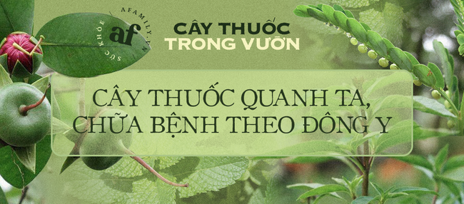 Loại chuối này được coi là thần dược trị bệnh, từ gốc đến ngọn đều được tận dụng, tiếc là người Việt không coi trọng vì không ngon - Ảnh 8. Loại chuối này được coi là thần dược trị bệnh, từ gốc đến ngọn đều được tận dụng, tiếc là người Việt không coi trọng vì không ngon - Ảnh 8.