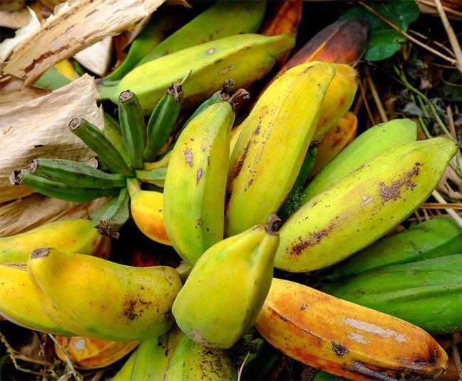 Loại chuối này được coi là thần dược trị bệnh, từ gốc đến ngọn đều được tận dụng, tiếc là người Việt không coi trọng vì không ngon - Ảnh 6. Loại chuối này được coi là thần dược trị bệnh, từ gốc đến ngọn đều được tận dụng, tiếc là người Việt không coi trọng vì không ngon - Ảnh 6.