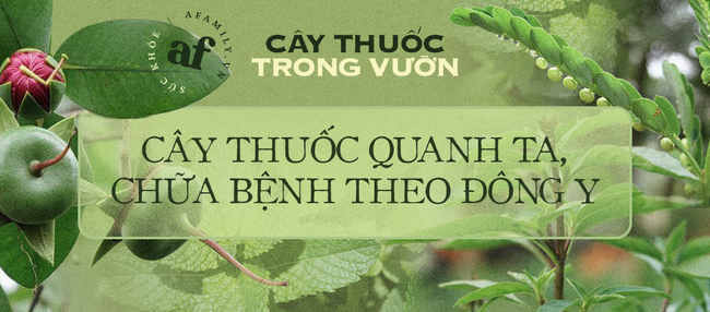 Loại lá vườn nhà nào cũng có còn bổ hơn cả nhân sâm, thường được dùng nấu canh, nhiều người tin cứu sống hàng triệu bệnh nhân đột quỵ - Ảnh 7.