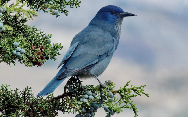 Cả hệ sinh thái rừng thông có nguy cơ mất đi cùng loài chim xinh đẹp với tên gọi độc đáo - Ảnh 1.