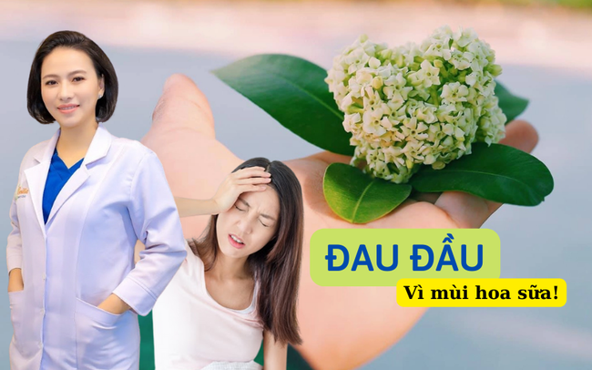 Bác sĩ lý giải nguyên nhân nhiều người chóng mặt, buồn nôn khi ngửi mùi hoa sữa - Ảnh 1.