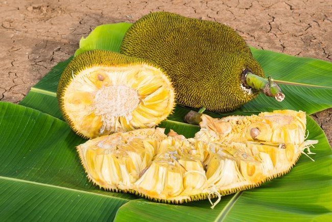 Can diabetics eat jackfruit?  It is necessary to know the principle of eating jackfruit so that blood sugar does not rise too high - Photo 2.