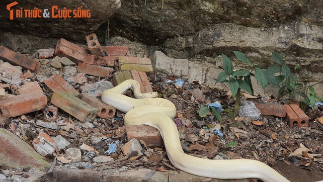 CLIP: A giant white snake appears in the temple of Mother Goddess Thuong thousand - Photo 2.