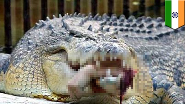 Going on a wildlife patrol in a nature reserve, biologists found a terrible sight in the mouth of a crocodile, immediately opened an investigation - Photo 1.