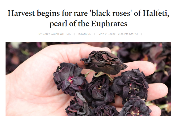 Netizens are buzzing about the mysterious and difficult-to-find black rose that only grows in one place in the world, is it true as people think?  - Photo 5.