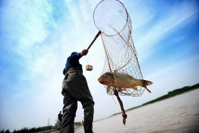 Nước sông Hoàng Hà dần trong xanh hơn, nhưng tại sao cá không nhiều hơn mà lại ít đi? Nghe nguyên nhân mới ngỡ ngàng - Ảnh 9.