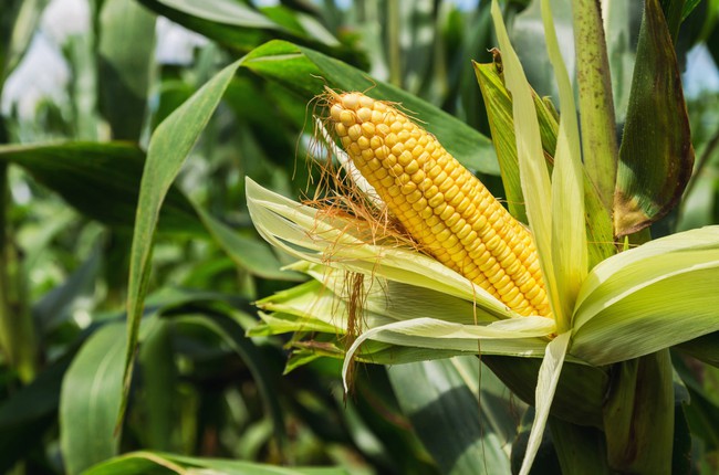 Parts of corn plants treat 6 common diseases, including high blood pressure, but they are all thrown away - Photo 1.