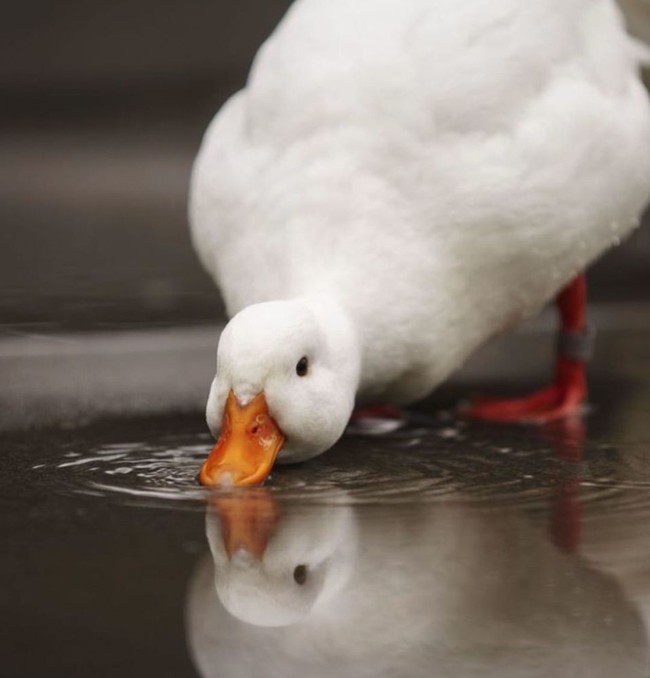 Trào lưu nuôi vịt gọi - Call Duck: Thú vui của &quot;đại gia&quot;, chấp nhận mùi hôi cùng tiếng kêu đinh tai nhức óc vì chúng quá dễ thương - Ảnh 3.