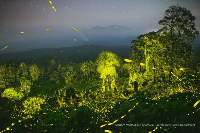 Eye-catching sight: Billions of fireflies light up the Indian reserve at night - Photo 2.