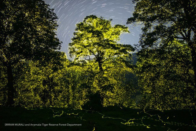 Eye-catching sight: Billions of fireflies light up the Indian reserve at night - Photo 1.