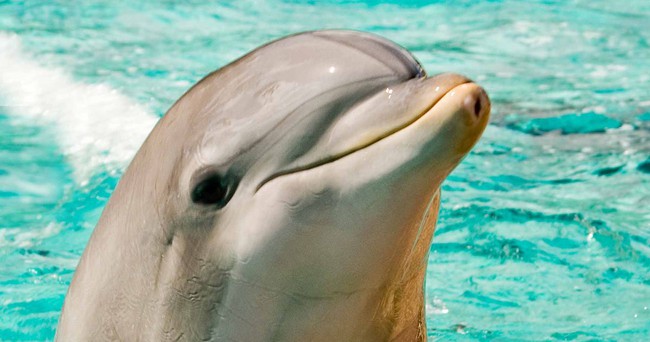Not only extremely intelligent, dolphins also know 