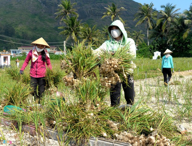 Vietnamese Quiz: Which island in Vietnam is known as the 