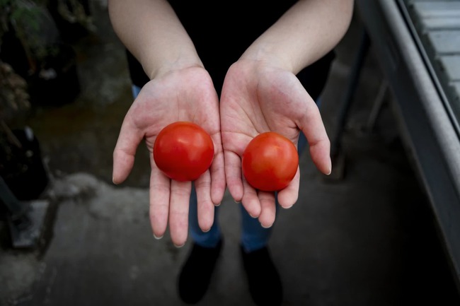 Thứ quả bé hơn lòng bàn tay trông quá đỗi bình thường nhưng được gọi là &quot;siêu cà chua&quot;, sự thật ẩn bên trong càng kinh ngạc - Ảnh 3.