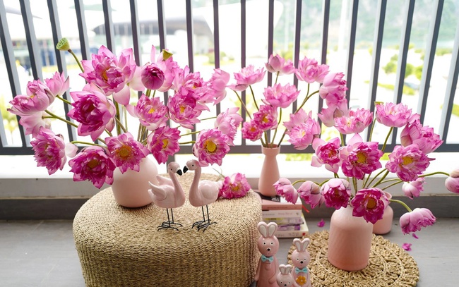Lotus season is here and here are the simple but beautiful tips for arranging lotus flowers - Photo 1.