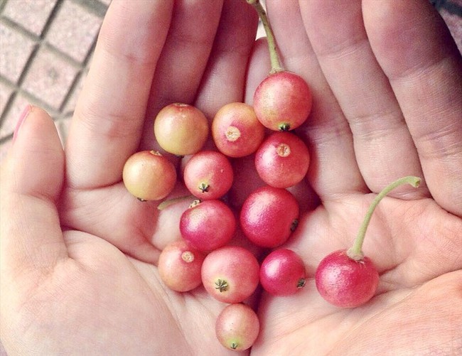 Không cần cherry, việt quất nhập khẩu đắt đỏ, ở Việt Nam có 1 loại quả rụng đầy gốc thay thế tốt, vừa sản xuất collagen vừa phòng chống ung thư - Ảnh 1.