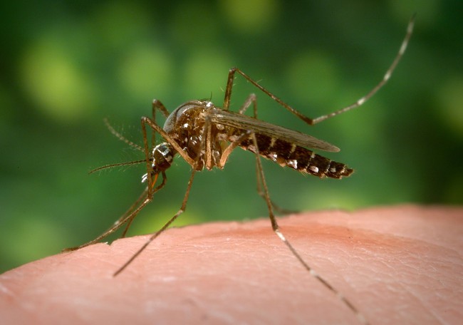 The company is ambitious to eliminate the world's most hated animal, the future is not far away from mosquito bites?