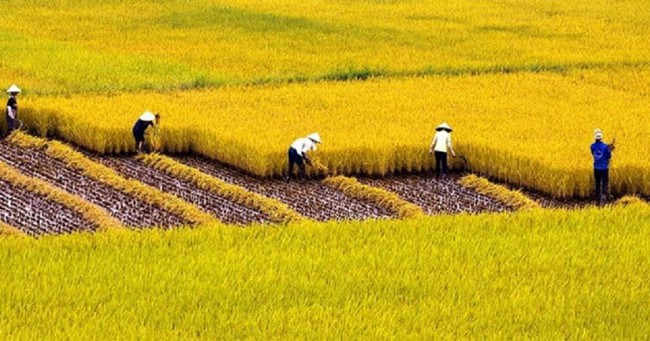 Câu đố tiếng Việt: Cánh gì mà chẳng biết bay, chim hay sà xuống nơi đây kiếm mồi? Người IQ cao 5 giây nghĩ ngay đáp án - Ảnh 2.