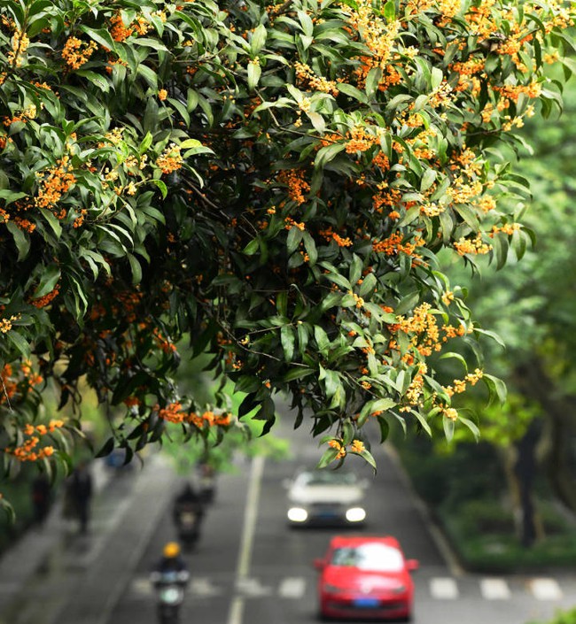 Kỳ lạ thành phố giàu bậc nhất Trung Quốc: Người dân &quot;sang chảnh&quot; chỉ muốn sống chậm, toàn điều khó hiểu nhưng ai cũng mê đắm - Ảnh 13.