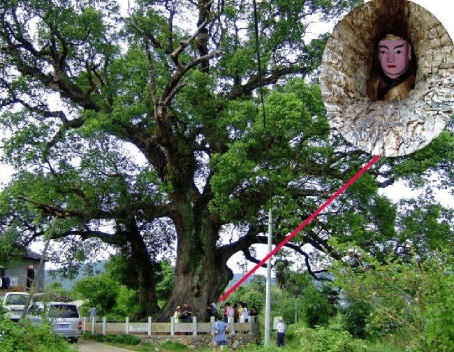 Mysterious ancient tree in China: The big body embraces the Buddha statue, looking at the small hole on the body has discovered the thousand-year-old secret - Photo 5.