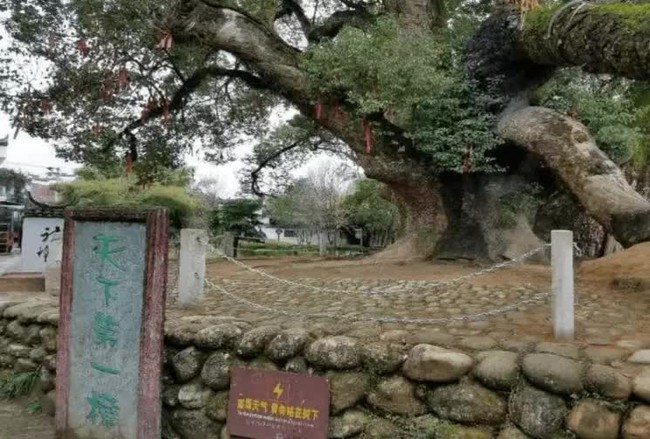 Mysterious ancient tree in China: The big body embraces the Buddha statue, looking at the small hole on the body has discovered the thousand-year-old secret - Photo 2.