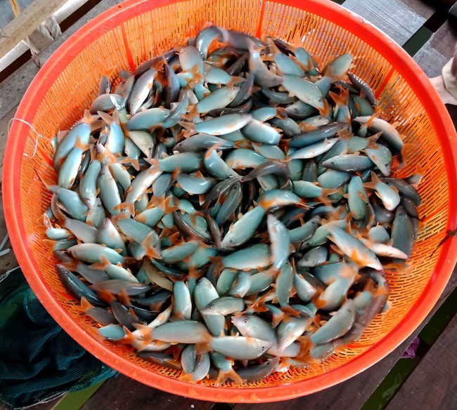 Cá heo sông Mê Kông: Thịt ngọt thơm từ màu xanh ngọc bích, muốn ăn cũng hiếm có khó tìm - Ảnh 1.