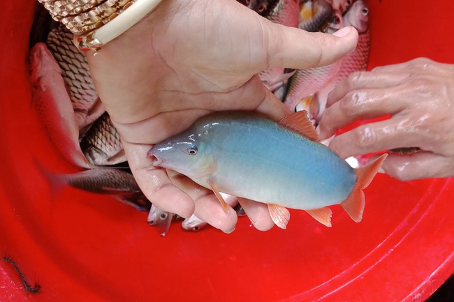 Cá heo sông Mê Kông: Thịt ngọt thơm từ màu xanh ngọc bích, muốn ăn cũng hiếm có khó tìm - Ảnh 3.