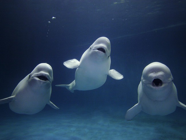 Cực kỳ thông minh và đáng yêu, cá voi Beluga còn có một năng lực đặc biệt khiến con người phải rùng mình - Ảnh 2.