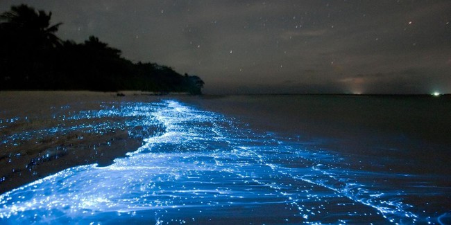 Cả một dải đại dương bất ngờ bừng sáng trong đêm, một hiện tượng kỳ bí cuối cùng cũng lộ diện qua ảnh chụp thực tế - Ảnh 7.