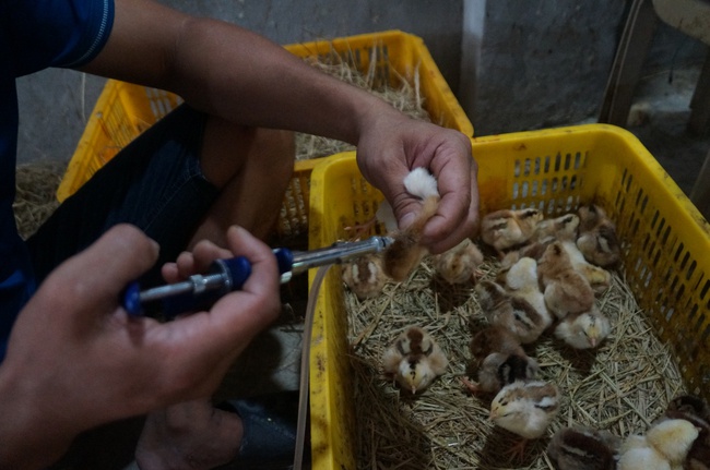 Nhân viên đang tiêm vắc xin cho gà giống