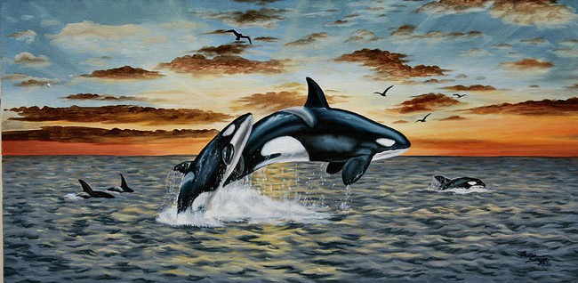 Cá voi sát thủ: Những đứa &quot;cháu ngoan&quot; của đại dương, chỉ mong bà sống thật lâu! - Ảnh 1.