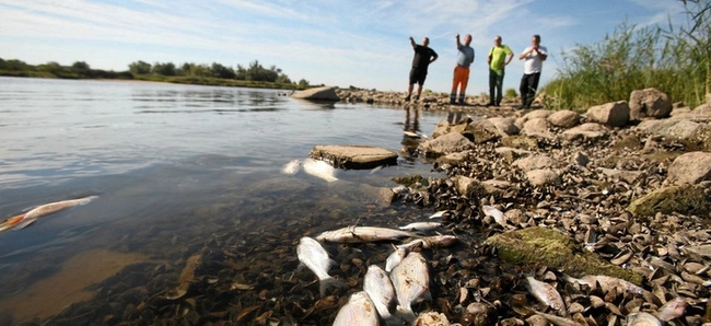 Cá chết hàng loạt trên sông chảy qua Đức - Ba Lan do chất độc chưa xác định - Ảnh 1.