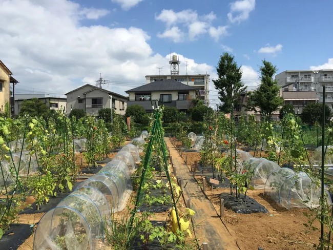 Thú vui điền viên của dân thành thị Nhật Bản: Thuê đất trồng rau, nghỉ việc về làm nông dân tại thành phố tấc đất tấc vàng - Ảnh 19.