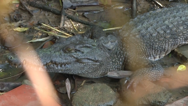 Vụ 6 con cá sấu sổng chuồng ở Kiên Giang: Tạm ngưng hoạt động công viên - Ảnh 1.