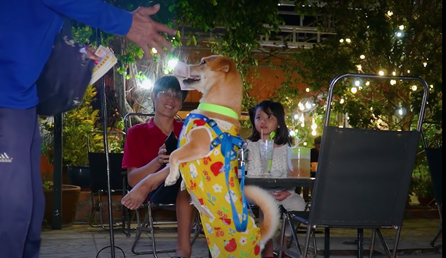 Video: Độc lạ 5 chú chó &quot;chia ca&quot; bán vé số phụ chủ ở miền Tây - Ảnh 2.