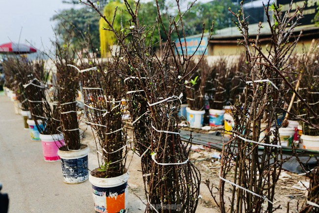 Người Hà Nội chi bạc triệu cho thú chơi hoa lê, hoa mận rừng - Ảnh 3. Người Hà Nội chi bạc triệu cho thú chơi hoa lê, hoa mận rừng - Ảnh 3.