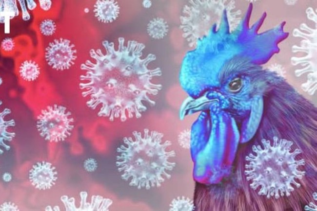 Chile phát hiện ca nhiễm cúm gia cầm đầu tiên ở người - Ảnh 1.