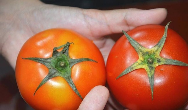Khi mua cà chua, nên chọn loại núm có 5 cánh hay 6 cánh? Đây là cách chọn mua cà chua cực chuẩn giúp làm nước ép dưỡng trắng da mùa nắng nóng - Ảnh 2.
