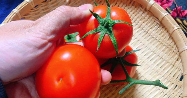Khi mua cà chua, nên chọn loại núm có 5 cánh hay 6 cánh? Đây là cách chọn mua cà chua cực chuẩn giúp làm nước ép dưỡng trắng da mùa nắng nóng - Ảnh 1.