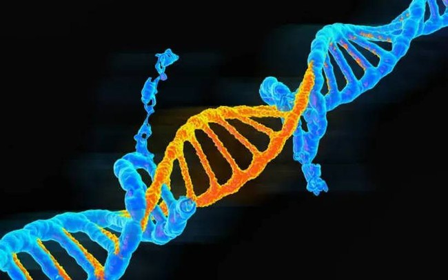 Australia tìm ra cách vô hiệu hoá các đột biến gene gây ung thư - Ảnh 1. Australia tìm ra cách vô hiệu hoá các đột biến gene gây ung thư - Ảnh 1.
