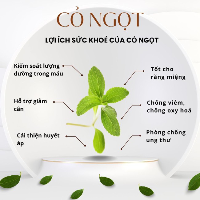 Loại thảo mộc ngọt hơn đường gấp 200 đến 400 lần nhưng lại rất tốt cho sức khoẻ - Ảnh 2.