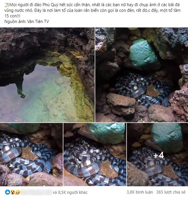 Phát hiện ổ rắn độc trên đảo Phú Quý: Dân tình hoang mang tột độ, nhưng thực hư thế nào phải tìm hiểu kỹ mới biết - Ảnh 2.
