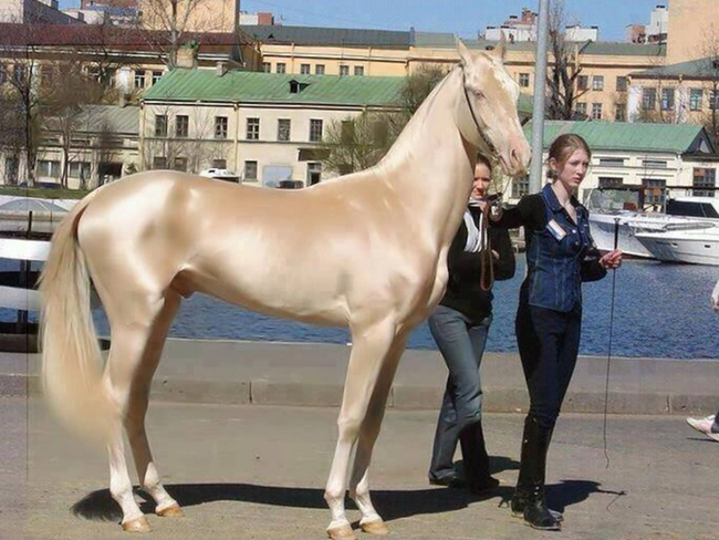 Xôn xao thông tin giống ngựa quý hiếm nhất trên thế giới có mặt tại Học viện cưỡi ngựa Hoàng gia, giá khoảng 25 tỷ/con - Ảnh 3.