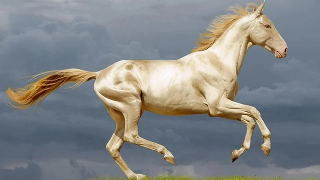 Xôn xao thông tin giống ngựa quý hiếm nhất trên thế giới có mặt tại Học viện cưỡi ngựa Hoàng gia, giá khoảng 25 tỷ/con - Ảnh 7.