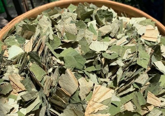 Loại lá phơi khô là &quot;thảo dược xanh&quot; Việt Nam đang sẵn: Nấu nước thành trà chống nắng tự nhiên, da trắng dáng thon - Ảnh 1.