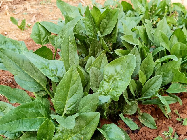 Đi chợ mùa lạnh mua rau chân vịt ngon: Nhớ nhìn lá tròn hay lá nhọn kẻo món bị sượng - Ảnh 2. Đi chợ mùa lạnh mua rau chân vịt ngon: Nhớ nhìn lá tròn hay lá nhọn kẻo món bị sượng - Ảnh 2.